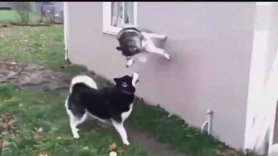 A huskies that can only climb the wall. Shocking thing. They can open the door?