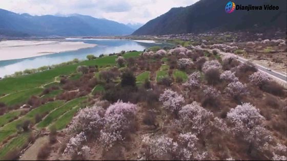 If you travel to Tibet, Linzhi, known as blossoms, must not miss it.