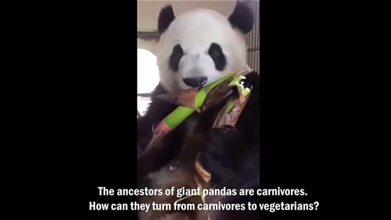 The ancestors of giant pandas are carnivores. How can they turn from   carnivores to vegetarians? 