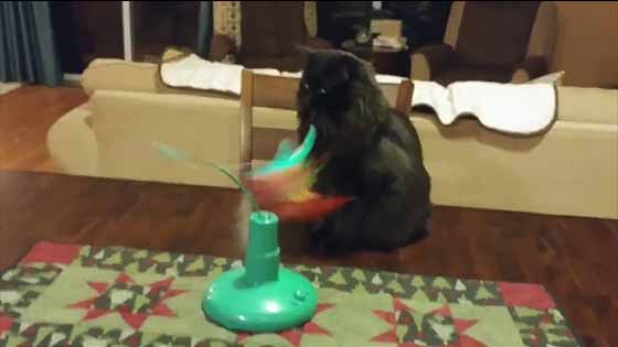 The most stupid but interesting and funny pet video collection, do your pet like this?