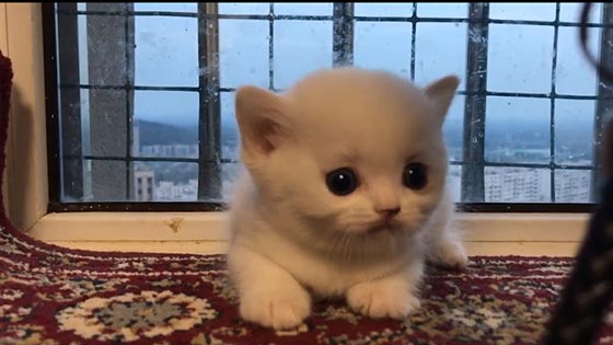 Cute cat videos: The cutest cat in the world is coming! Do you know who is the smallest.