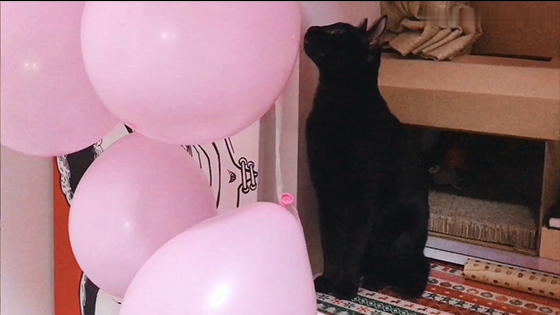 Cute and funny cats playing with balloons. I also want to be the balloons!