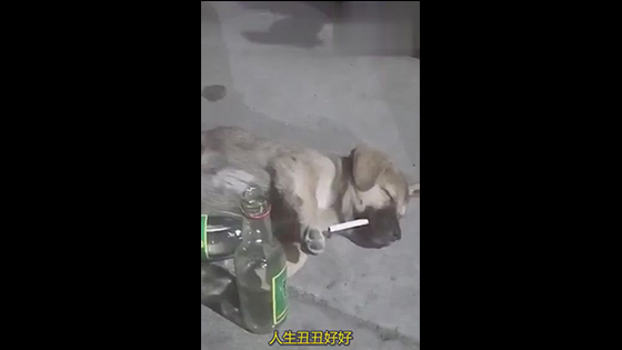 Funny pet drunk video. You are really funny. Do you see animal drink?