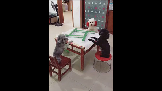 The dogs wants to play mahjong on weekends. OK! Let us play together.