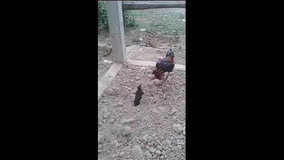 Shock! Chicken and bird fighting. Who do you think will win?