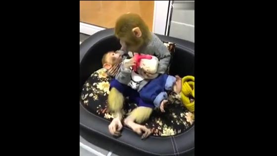 Funny pet video: monkey feeding. Do you know animals how to feed their kids?