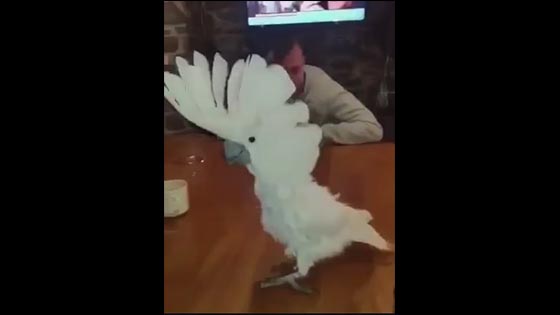 The funny parrot dancing video, the rhythm of the parrot is really excellent!