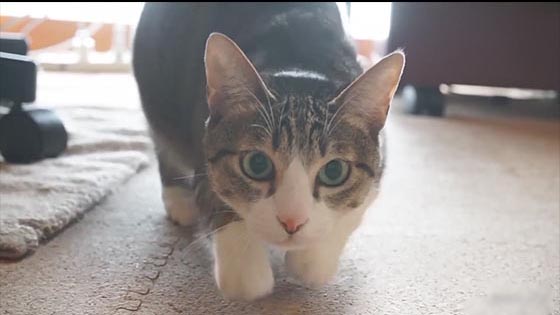 Cute pet video: The cat twists the buttocks is not Sao, but is ready to zoom in.