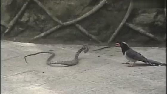 【Angry birds revenge】Horrifying! A battle between a snake and a bird ended with the death of the sna