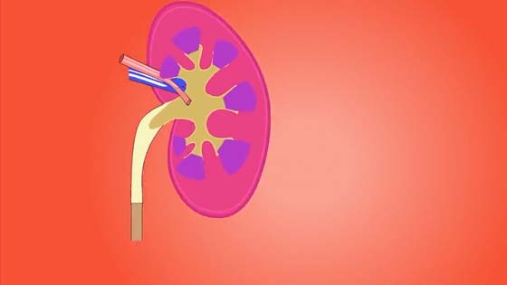 8 common habits that harm the kidneys