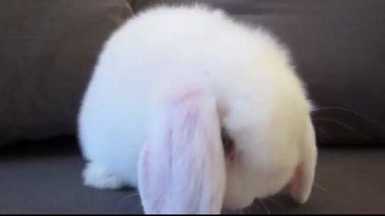 The little white rabbit is the most cute when washing his face and combing his hair.