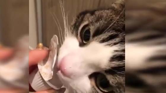 The cat who eats food is the cutest cat.