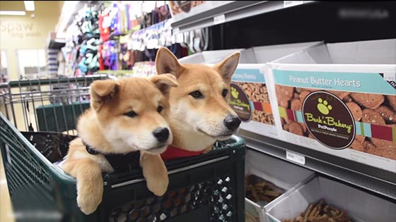 Shiba Inu brothers go shopping together in the pet supermarket. Shiba Inu is excited to see everywhe