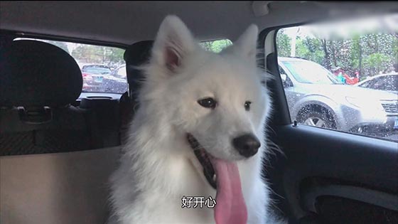 Samoyed fondant went to the pet shop to take a bath, my parents stole the cat and dog baby in the st