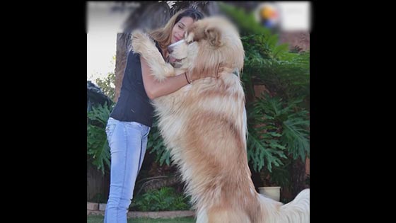 Pets: The giant Alaskan dog also regards himself as a little baby and climbs to the hostess to spoil.