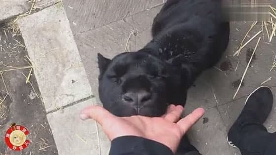 Black panther love to suck the fingers of the owner, is a not weaned panther.