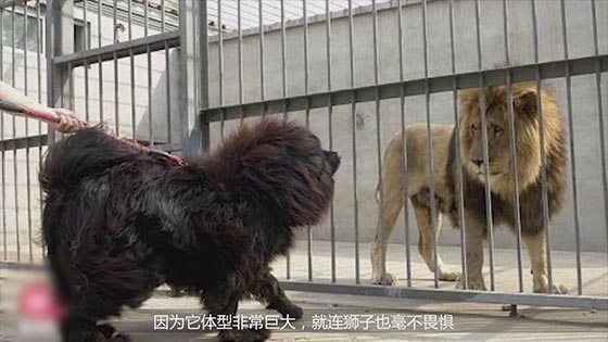 Funny pet video: 30 seconds to knock down the Tibetan Mastiff, can be a horse ride, the world's largest dog has to make a living for sale.