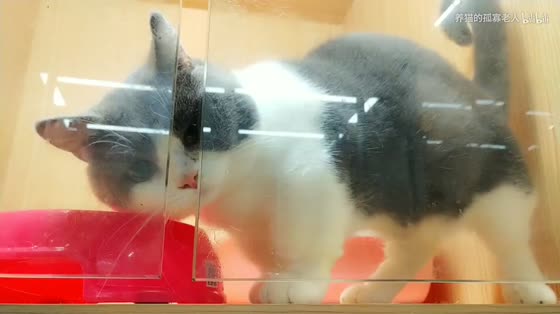 [Manchiken] Pet store owner laments that washing cats is the best for many years, and that washing cats confiscates money.
