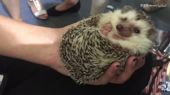[Hedgehog] At the Asian Pet Show, the hedgehog made a move that instantly attracted countless mobile phone photos!