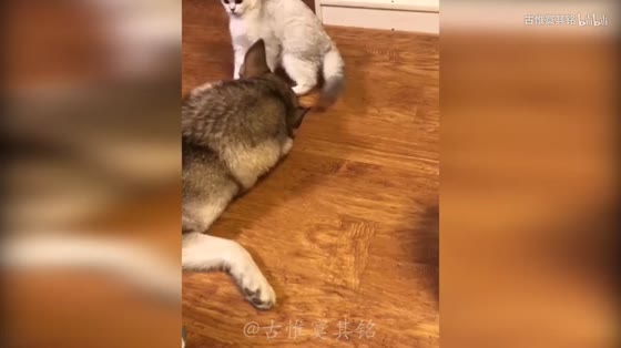 [Interesting Pets] Husky fled home and was caught back by his neighbors