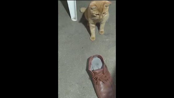 The kitten that loves to wear shoes is not too bad for the owner's feet. The pet cat   is cute and cute.