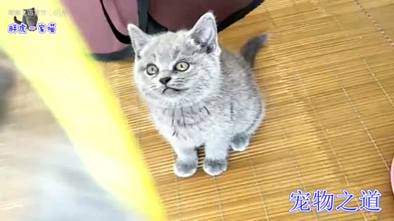 [Pet Way] The owner hit the baby cat and it immediately started to attack the owner. It was so funny to frighten people.
