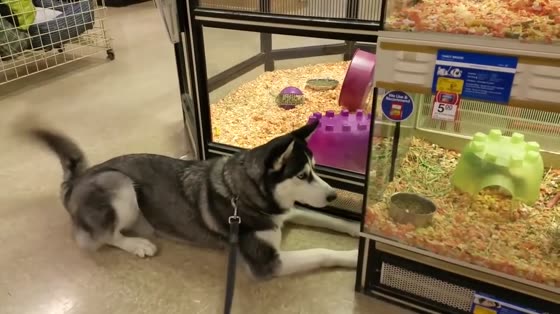 When Husky walked into the pet store, 