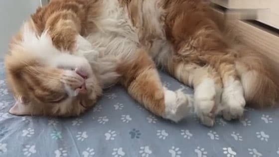 I watched a cat sleep for almost two minutes!