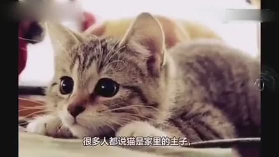 A cat take the bus alone,the driver waiting for it every time,after watching tears collapse