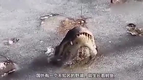 The most embarrassing crocodile, whose mouth is frozen on the ice, can't go up or down!