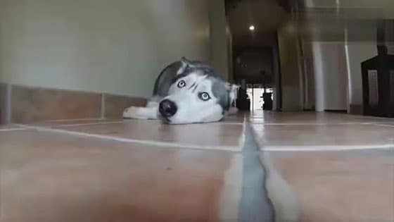 husky pretended innocent,a serious play,so cute