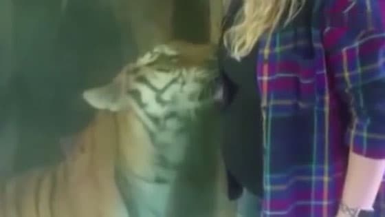In the zoo,the tiger rubbed its face against the pregnant woman stomach and looked so warm
