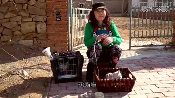 Rural aunts sell cats, kittens sell for 500 yuan, depending on a bowl.