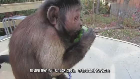 Can animals eat spicy food?The monkey is anxious and the donkey nostrils become bigger