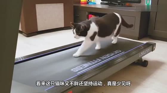 Curiosity kills the cat.In order to get on the treadmill,the kitten takes great pains
