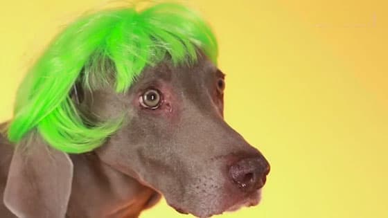 When animals wear wigs,forgive me for not smiling rudely