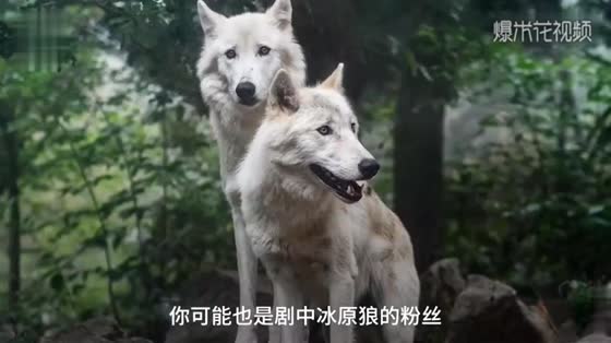 "Game of Power" is on the air. The star appeals to the audience. Please stop buying Husky!