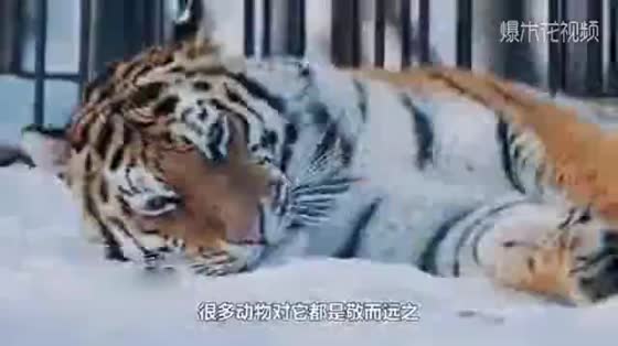 The man took the newly born milkcat to the tiger's face. The tiger's action was so warm!