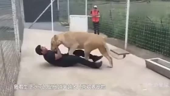 The man broke into the lion cage and something unexpected happened