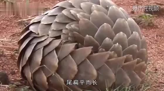 Pangolin digging speed to catch up with a mountain chipper? Lens record the whole process!
