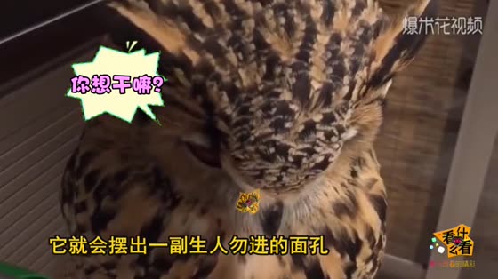Owl of the animal spermatogenesis series, when touched by its owner, smiles and blossoms, and instantly stops to change its face.