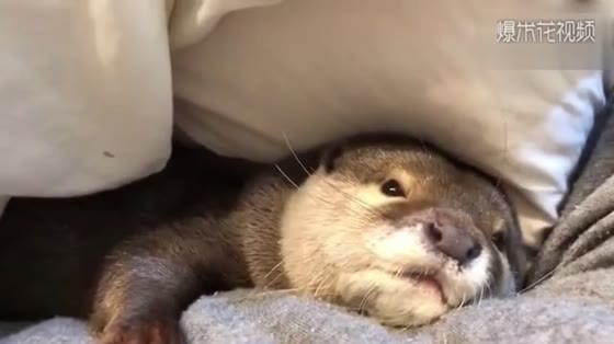 Otter, master, for the sake of my loveliness, would it be nice to play with me?