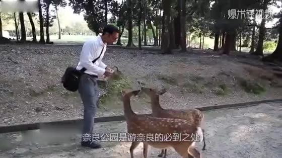 It's a Japanese deer. Don't forget to bow after begging for food!