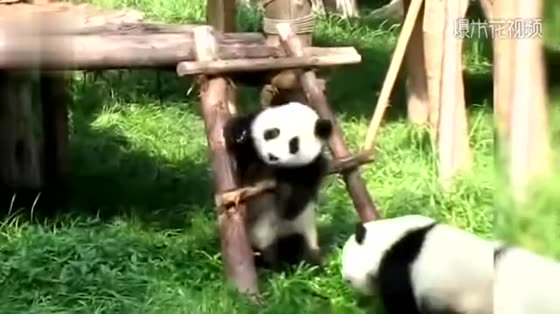 Panda is a national treasure, can't we treat it properly?