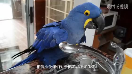 The parrot sings to the dog that eats. I'm sorry your song affects appetite.