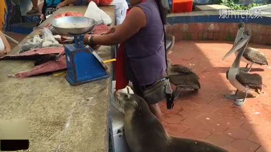 Eating also requires vision and intelligence. This seal can do it.