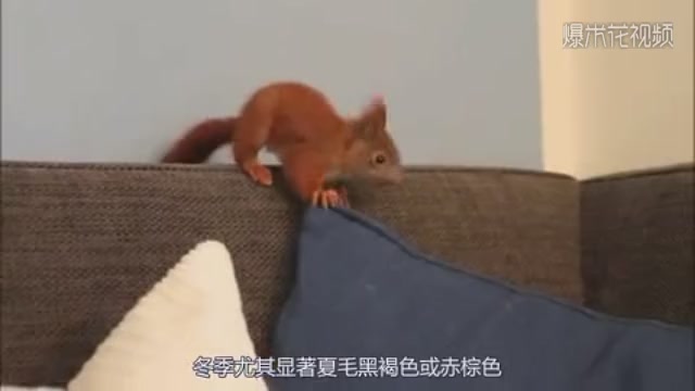 Squirrels can't be raised, sofas have few good days, and the owner is helpless.