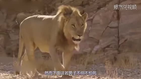 Too crazy! The man jumped into the Lion Garden and provoked the lion. The lion was afraid!