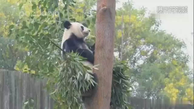 Lovely pandas love trees, and look at the height of my food!