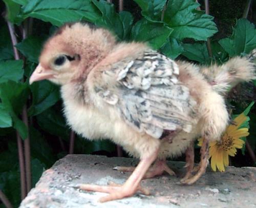 Have you ever seen a chicken with four feet? Sure enough, there are miracles in the mountains!